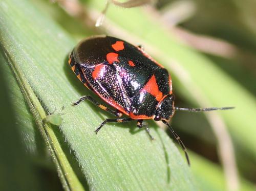 Eurydema oleracea